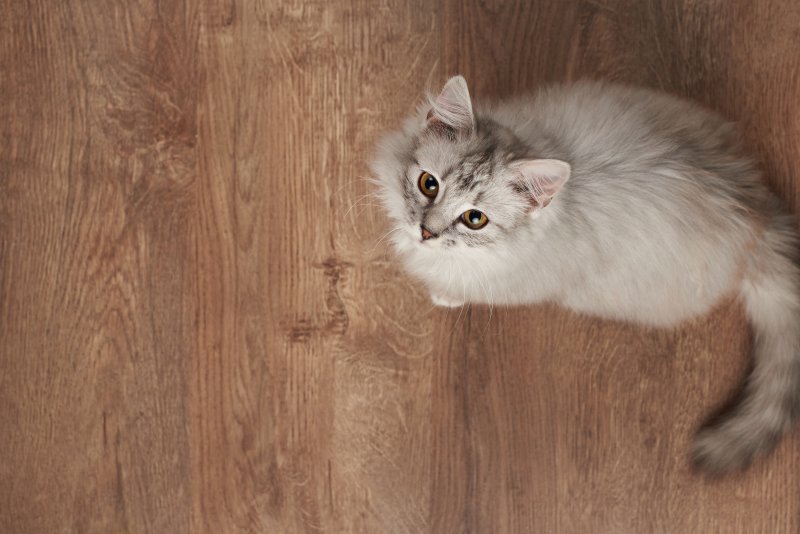a cat standing on wood floors