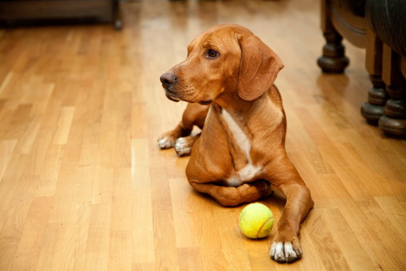 a dog lying on hardwood floors